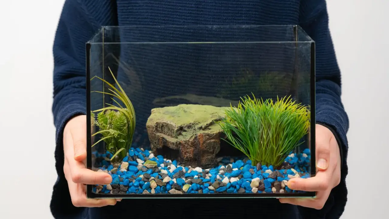 Main tenant tient un petit aquarium vide, prêt pour le déménagement. Il contient des graviers bleus, blancs et noirs, une fausse plante verte et un rocher.