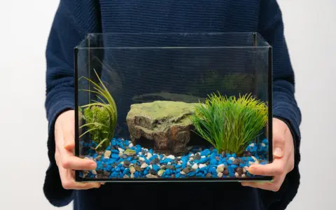 Main tenant tient un petit aquarium vide, prêt pour le déménagement. Il contient des graviers bleus, blancs et noirs, une fausse plante verte et un rocher.