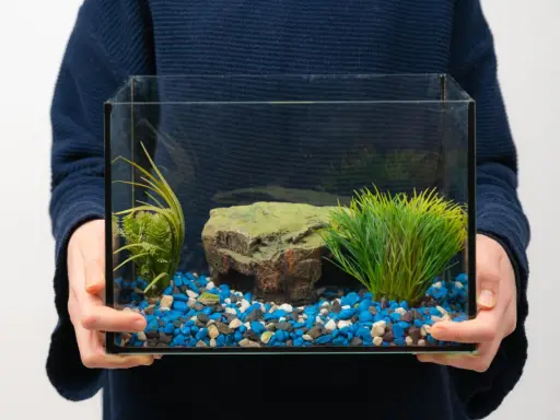 Main tenant tient un petit aquarium vide, prêt pour le déménagement. Il contient des graviers bleus, blancs et noirs, une fausse plante verte et un rocher.