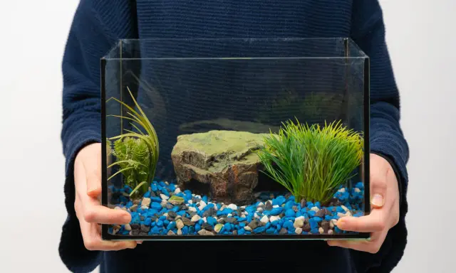Main tenant tient un petit aquarium vide, prêt pour le déménagement. Il contient des graviers bleus, blancs et noirs, une fausse plante verte et un rocher.