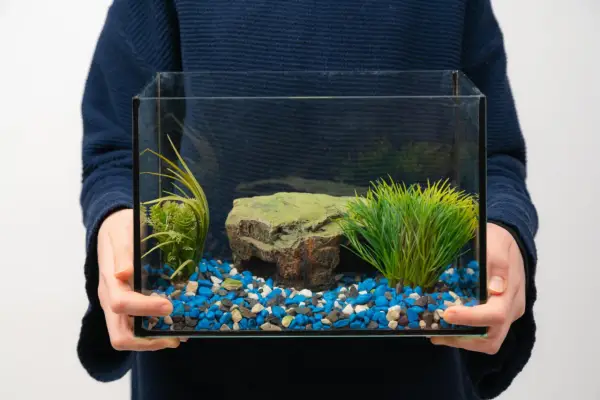 Main tenant tient un petit aquarium vide, prêt pour le déménagement. Il contient des graviers bleus, blancs et noirs, une fausse plante verte et un rocher.